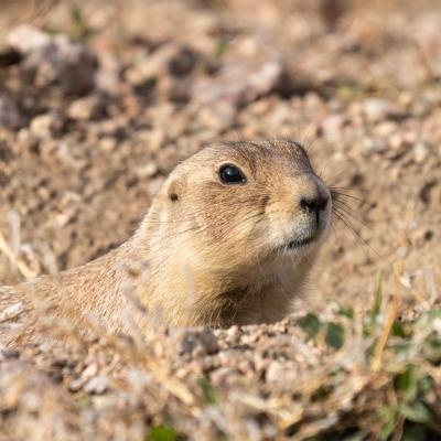 Prairie Dog